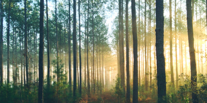 forets-francaises-eco-gerees